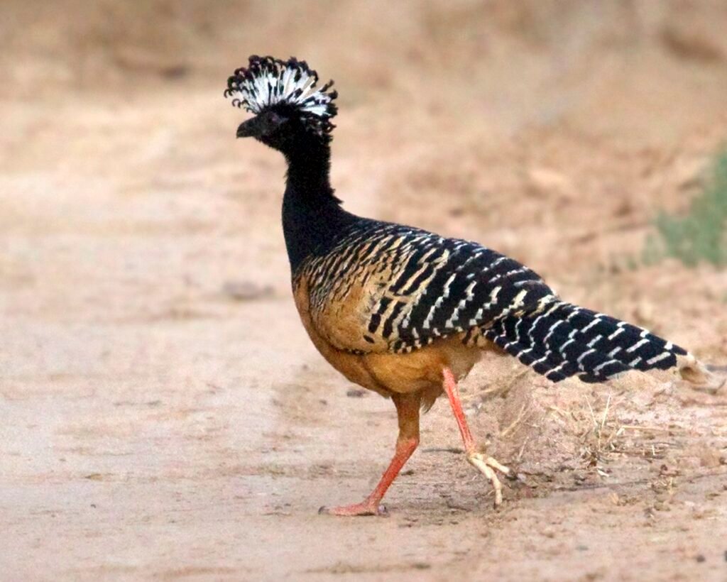 2 Crax fasciolata por Daniel Alarcon